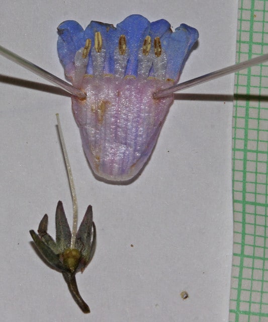 Mertensia oblongifolia
