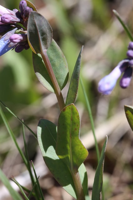 Mertensia oblongifolia