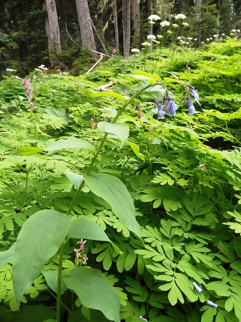 Mertensia paniculata