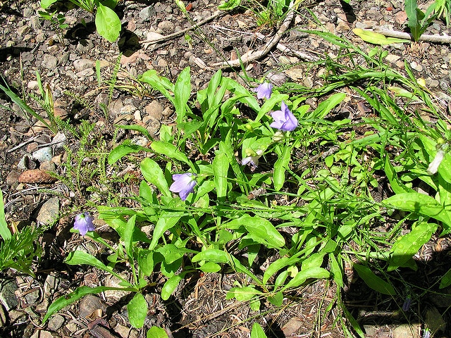 Mertensia paniculata
