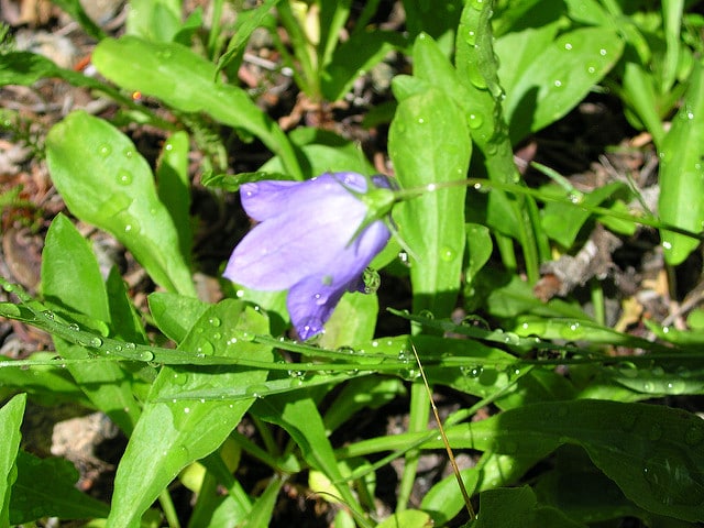 Mertensia paniculata
