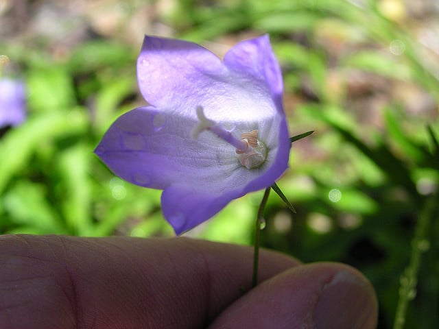 Mertensia paniculata
