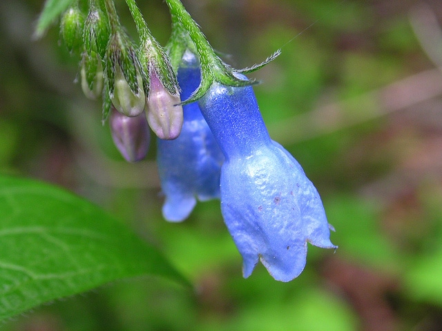 Mertensia paniculata
