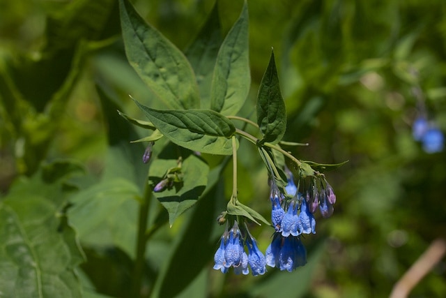 Mertensia paniculata (Mertensia paniculata)