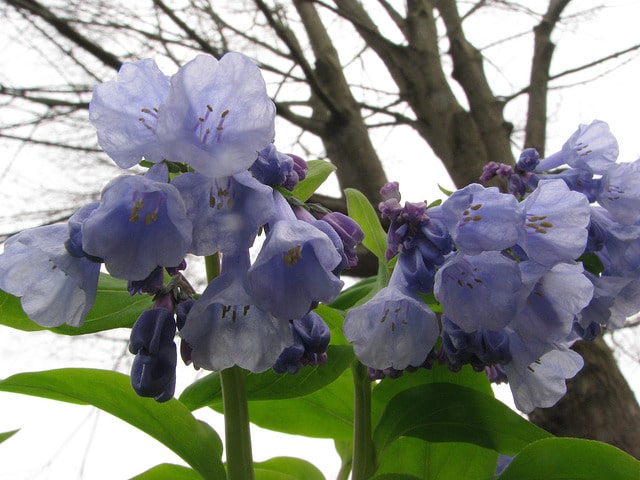 Cloches de virginie (Mertensia virginica)