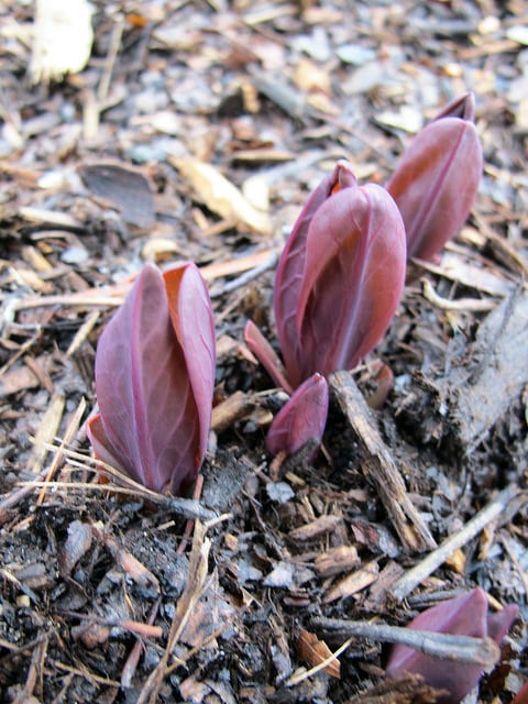 Cloches de virginie
