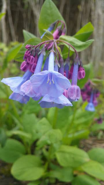 Cloches de virginie