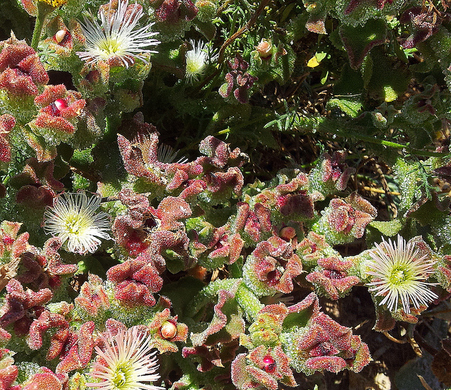 Ficoïde glaciale (Mesembryanthemum crystallinum)