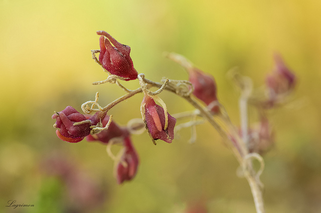 Ficoïde à fleurs nodales