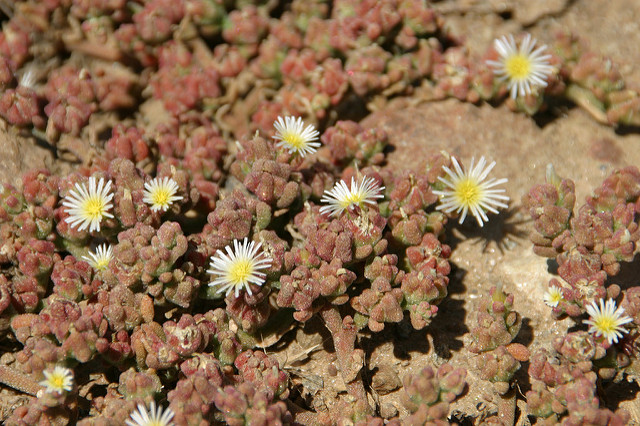 Ficoïde à fleurs nodales