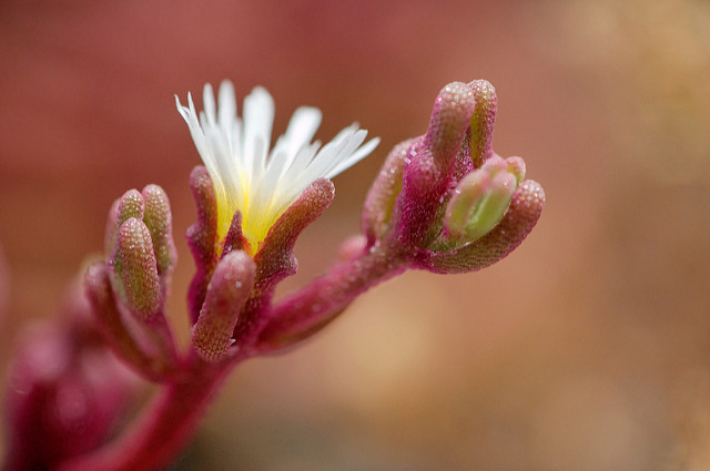 Ficoïde à fleurs nodales (Mesembryanthemum nodiflorum)