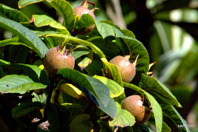 Néflier (Mespilus germanica)