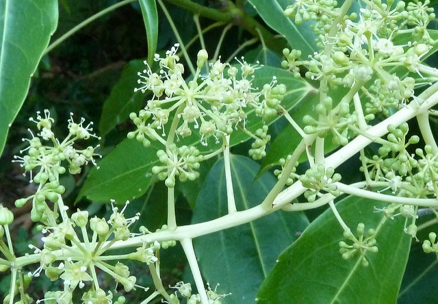 Metapanax davidii