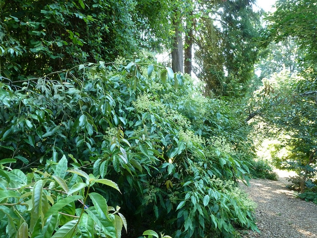 Metapanax davidii