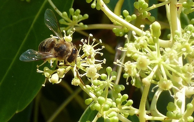 Metapanax davidii