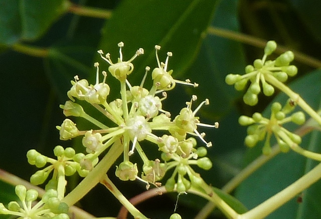 Metapanax davidii