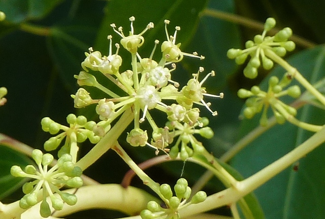 Metapanax davidii (Metapanax davidii)
