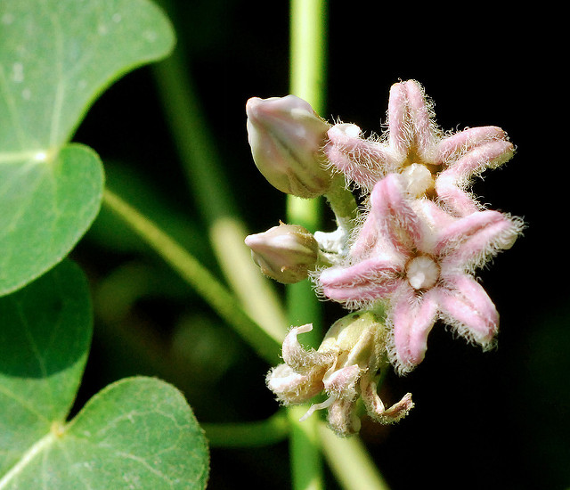 Metaplexis japonica