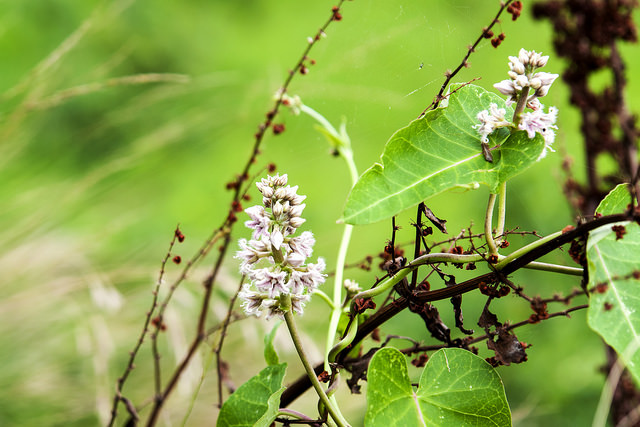 Metaplexis japonica