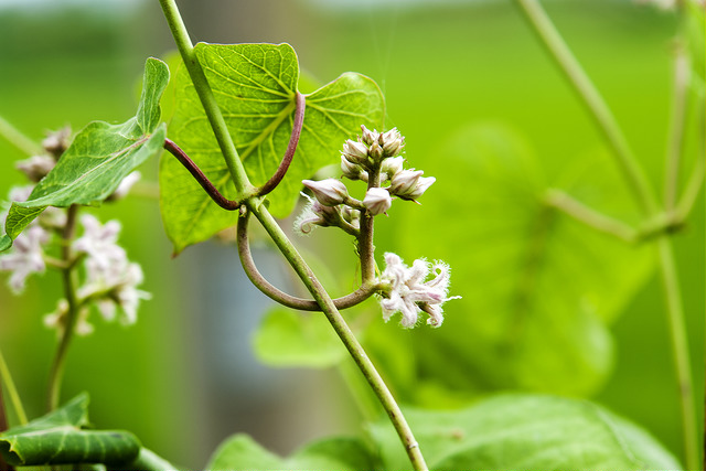 Metaplexis japonica