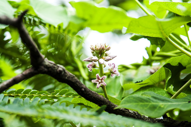Metaplexis japonica