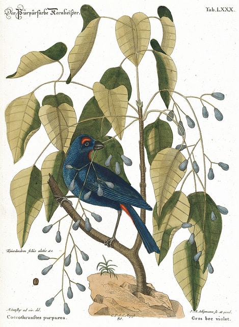 Metopium toxiferum (Metopium toxiferum)