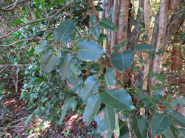 Metopium toxiferum