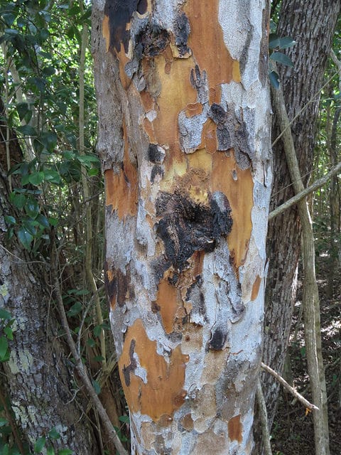 Metopium toxiferum