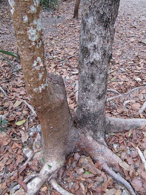 Metopium toxiferum