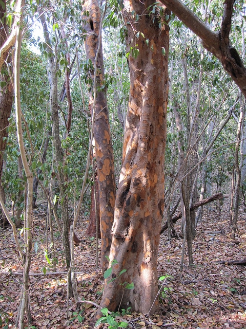 Metopium toxiferum