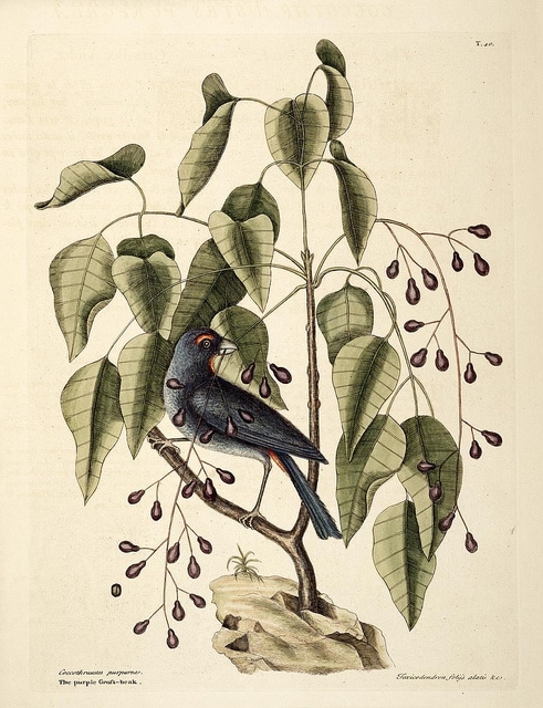 Metopium toxiferum
