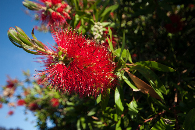 Metrosideros (Metrosideros excelsa)
