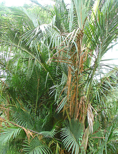 Sagoutier (Metroxylon sagu)