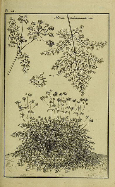 Cerfeuil des alpes (Meum athamanticum)