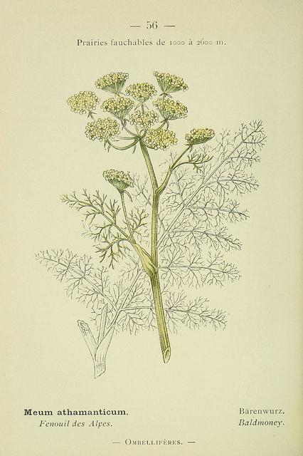 Cerfeuil des alpes