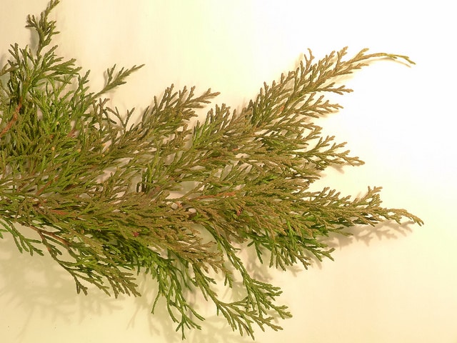 Microbiota decussata