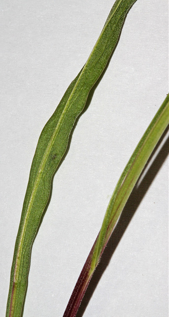 Microseris nutans