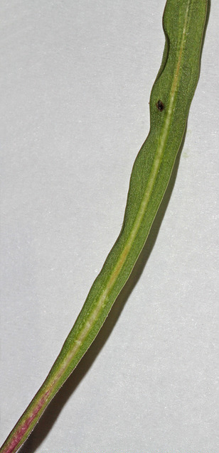 Microseris nutans