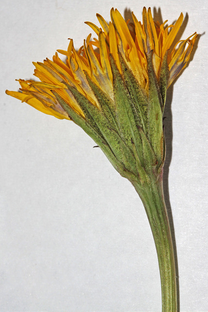 Microseris nutans