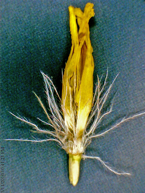 Microseris nutans