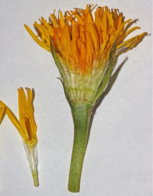 Microseris nutans