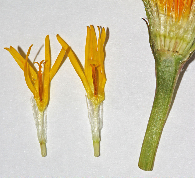 Microseris nutans (Microseris nutans)