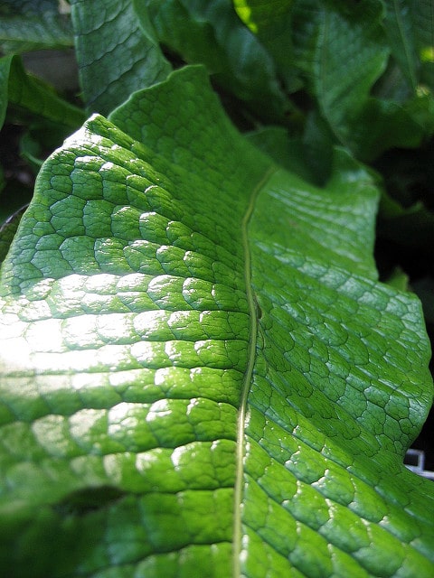 Microsorum musifolium (Microsorum musifolium)
