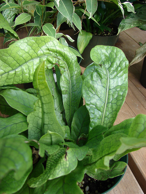 Microsorum musifolium