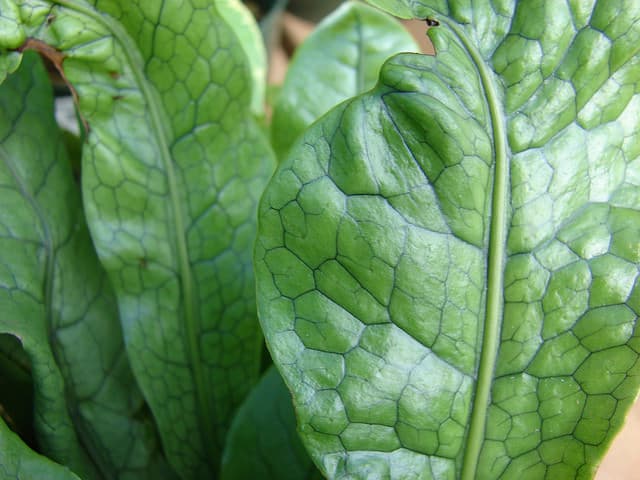 Microsorum musifolium