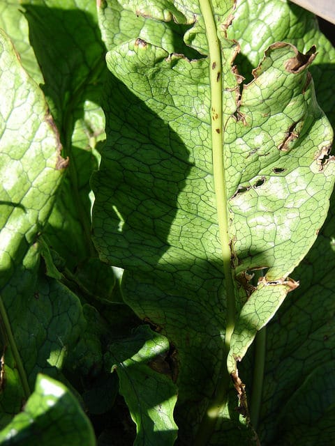 Microsorum musifolium