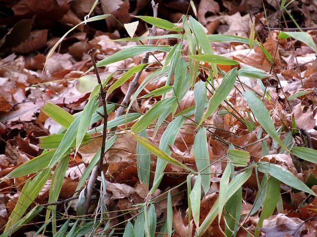 Microstegium vimineum