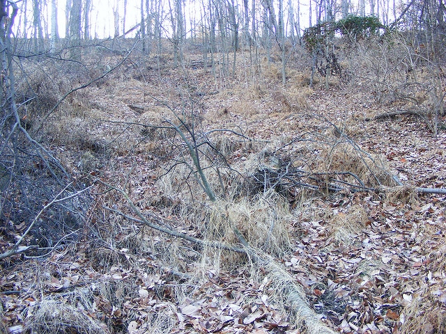 Microstegium vimineum