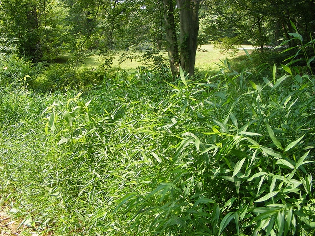 Microstegium vimineum