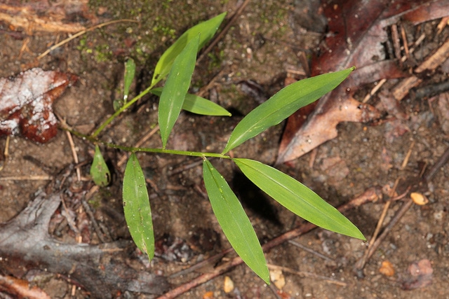Microstegium vimineum